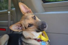 Jamie, a black and tan german shepherd