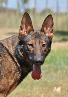 Jane, a black and red brindle german shepherd