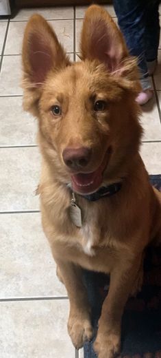 Jax, a brown and white german shepherd mix