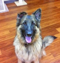 Jess, a long-haired black and tan german shepherd