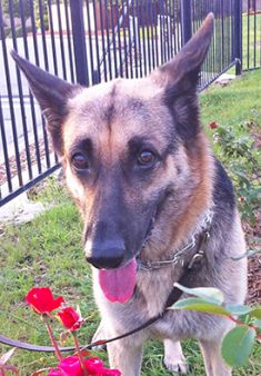 Jill, a black and tan german shepherd