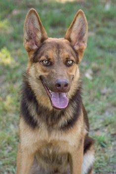 Judge, a black and liver german shepherd