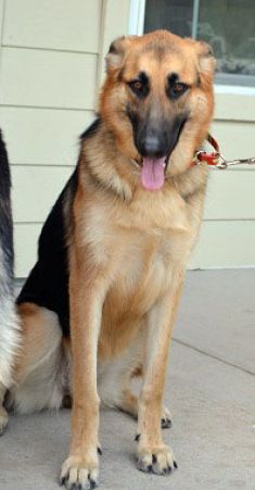 Juniper, a black and tan german shepherd