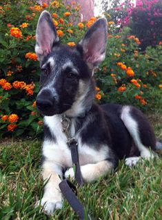 Justice, a black and cream german shepherd puppy