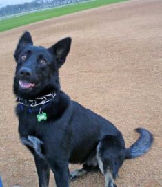Kain, a black german shepherd