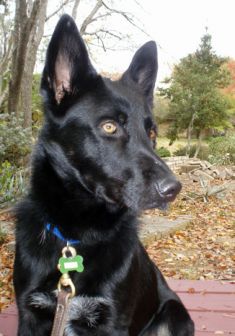 Kain, a black and white shepherd