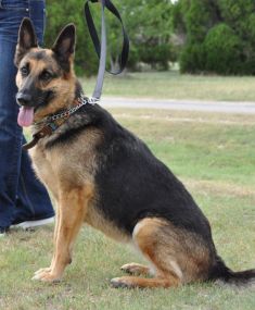 Capri, a black and tan shepherd