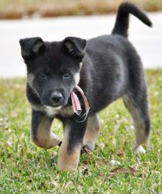 Kelie, a black and tan german shepherd puppy