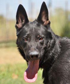 King, a black german shepherd