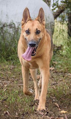 King, a red sable german shepherd