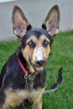 Koda, a black and tan german shepherd