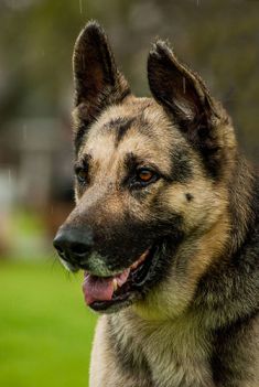 Kopper, a black and tan german shepherd