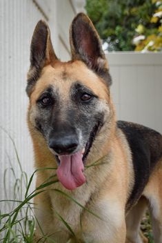Laika, a black and tan german shepherd