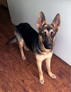 Layla, a black and tan shepherd