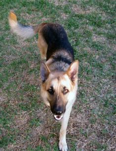 Lee, a black and tan german shepherd
