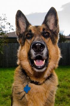 Leo, a black and tan shepherd