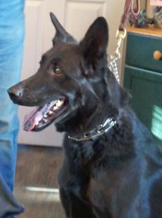 Levi, a black german shepherd