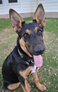 Liberty, a black and tan german shepherd puppy