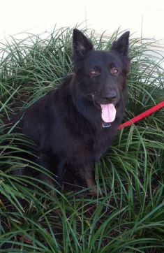 Lobo, a black, long-haired german shepherd