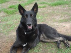 Luca, a black and tan german shepherd