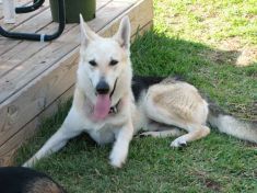 Lucky, a black and tan german shepherd