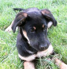 Lucy, a black and tan german shepherd puppy