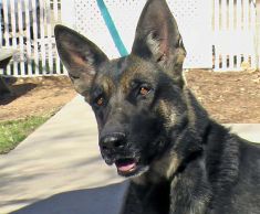 Maddie, a sable german shepherd