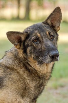 Madison, a black and tan sable german shepherd