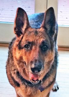 Marco, a black and tan german shepherd