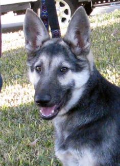 Maui, a black and tan german shepherd