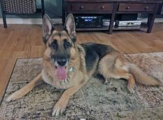 Max. a black and tan german shepherd