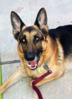 Max, a black and tan german shepherd
