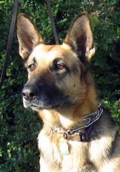 Mia, a black and tan german shepherd