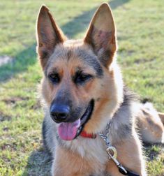 Mischa, a black and tan german shepherd