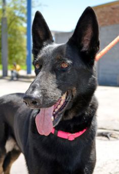 Mitzie, a black and tan german shepherd