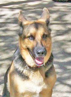 Molly, a black and tan german shepherd