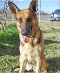 Morgan, a tan and black german shepherd