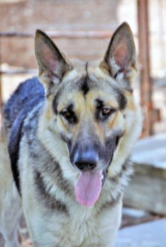 Nelson, a black and tan german shepherd