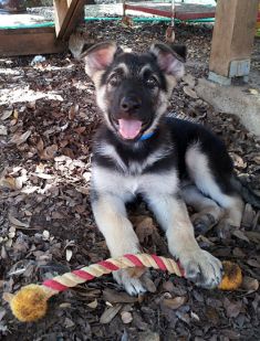 Nico, a black and tan german shepherd