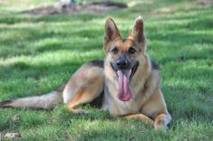 Niya, a black and tan german shepherd