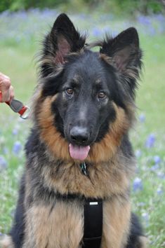 Oso, a black and tan german shepherd