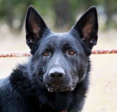 PJ, a black german shepherd