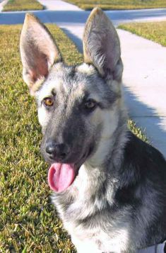 Portia, a sliver and black german shepherd