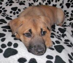 Prancer, a black and tan german shepherd