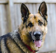 Rambo, a black and tan german shepherd