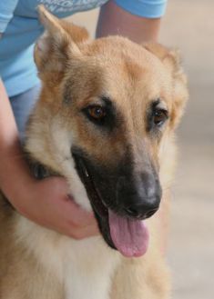 Reg, a black and tan german shepherd