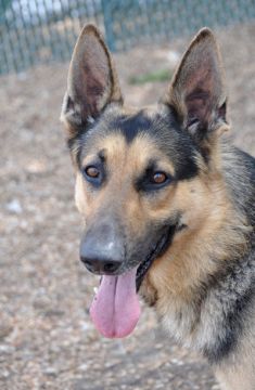 Reggie, a black and tan german shepherd