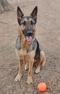 Rena, a black and tan german shepherd