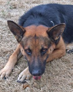 Rigley, a black and tan german shepherd