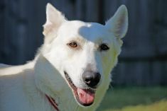 Riley, a white german shepherd